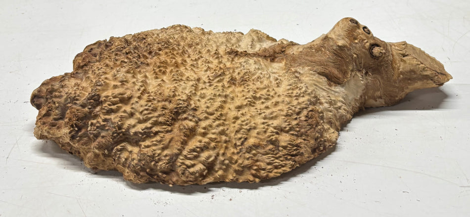 Black Mallee Burl Cap- 12" x 8-1/2" x 2" #63