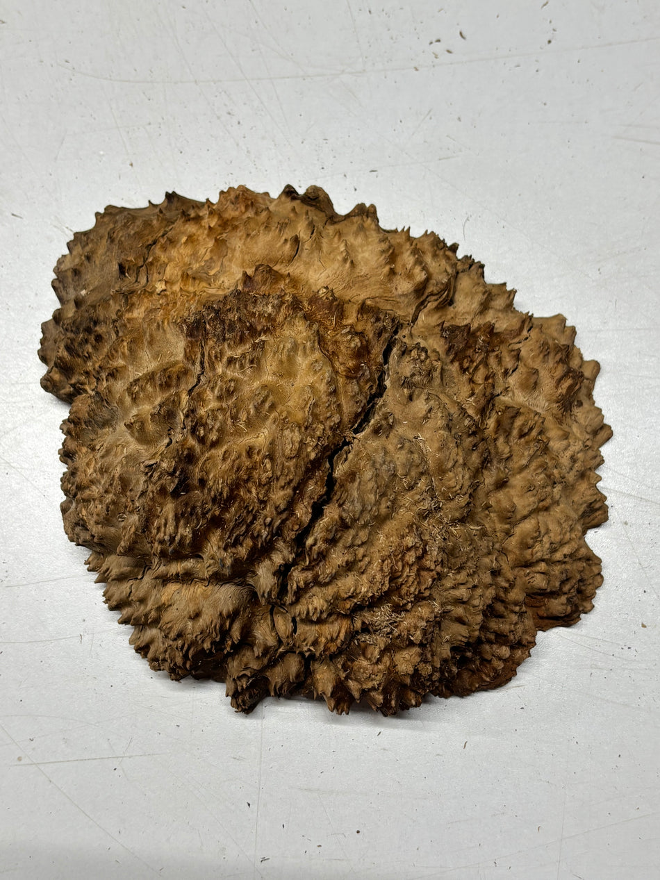 Black Mallee Burl Cap- 8" x 8" x 2" #75