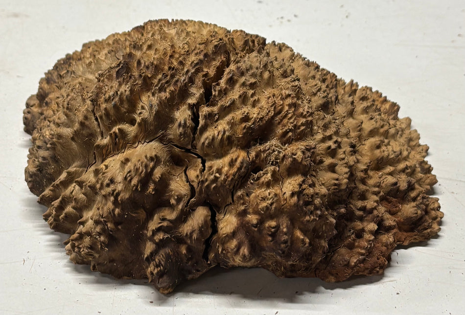 Black Mallee Burl Cap- 8" x 8" x 2" #75