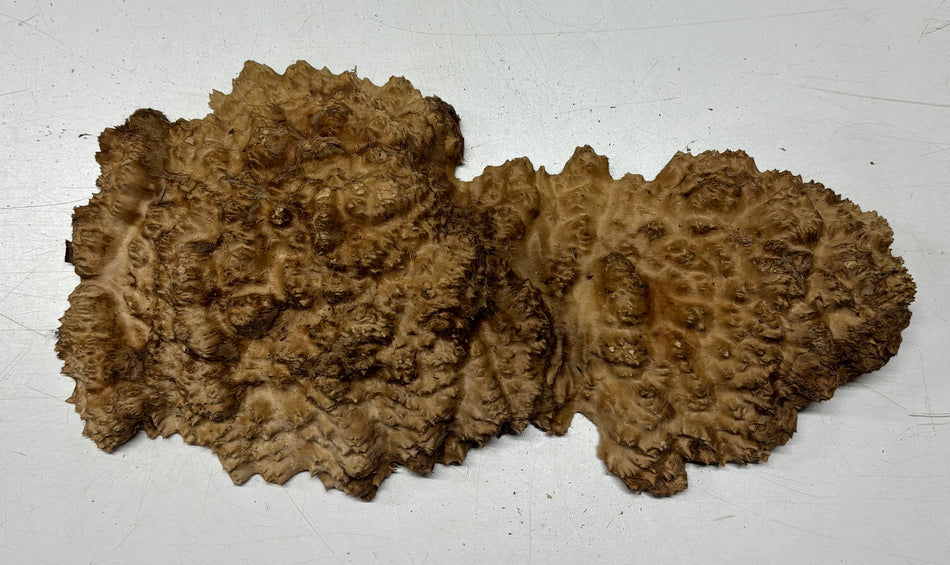 Black Mallee Burl Cap- 13" x 5" x 1" #76