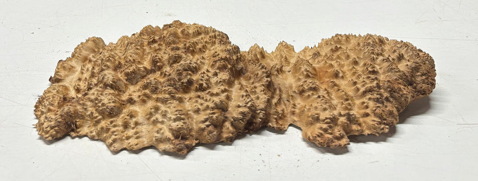 Black Mallee Burl Cap- 13" x 5" x 1" #76