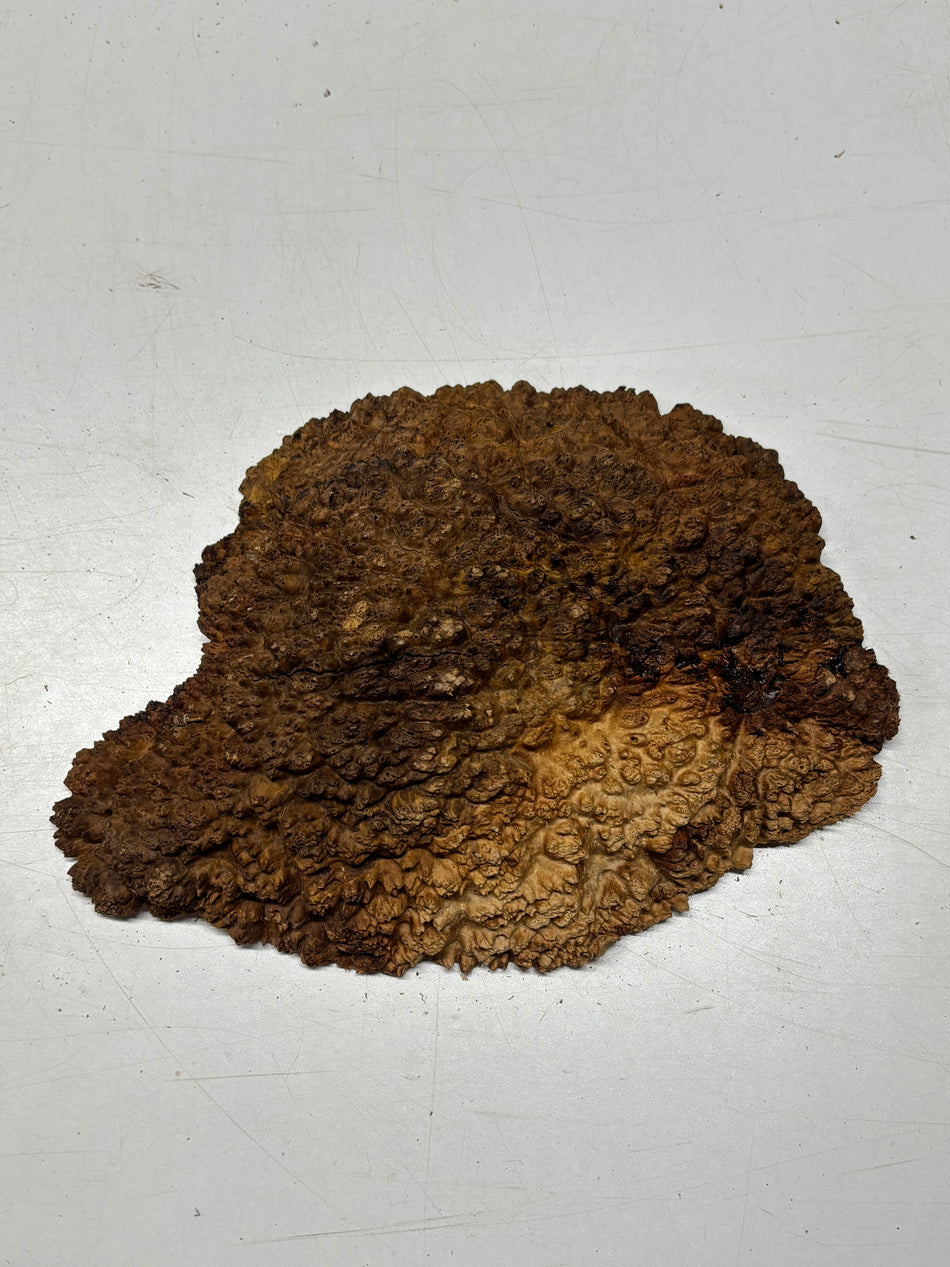 Black Mallee Burl Cap- 9-1/2" x 7-1/2" x 2-1/2" #77