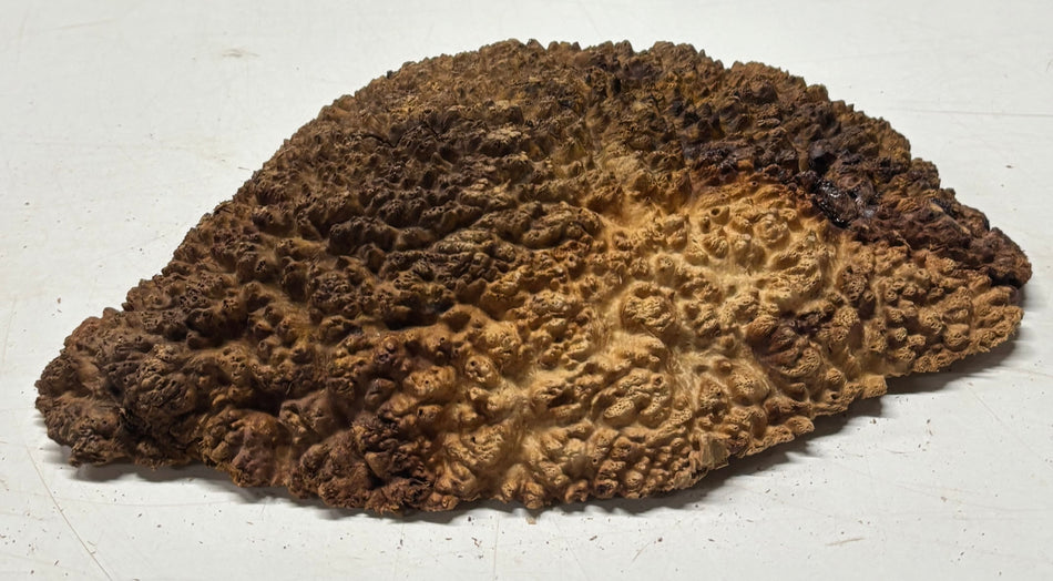 Black Mallee Burl Cap- 9-1/2" x 7-1/2" x 2-1/2" #77