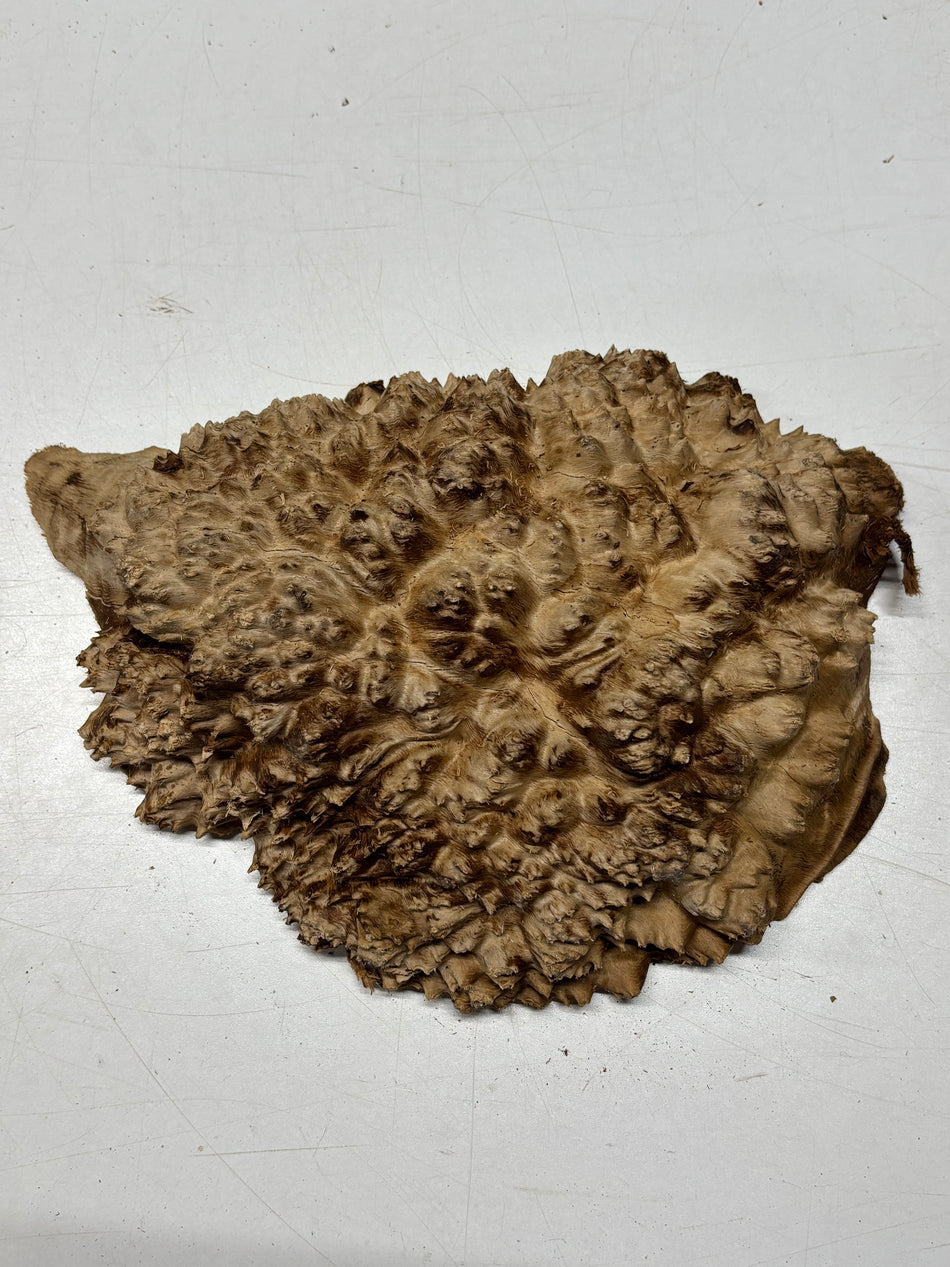 Black Mallee Burl Cap- 10-1/2" x 9" x 2" #80