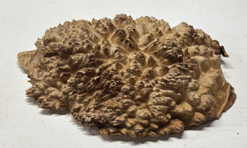 Black Mallee Burl Cap- 10-1/2" x 9" x 2" #80