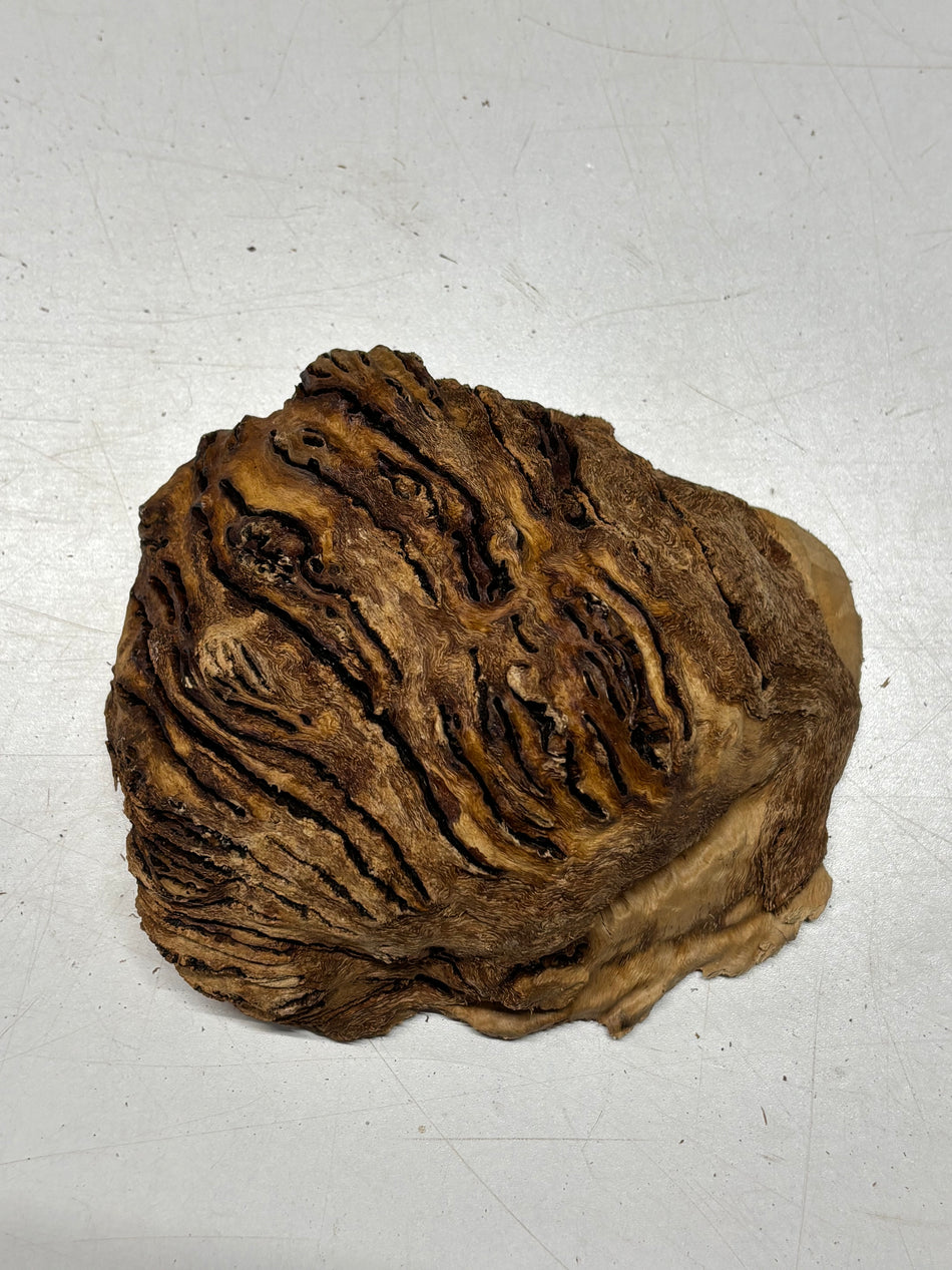 Black Mallee Burl Cap- 5" x 5" x 2" #82