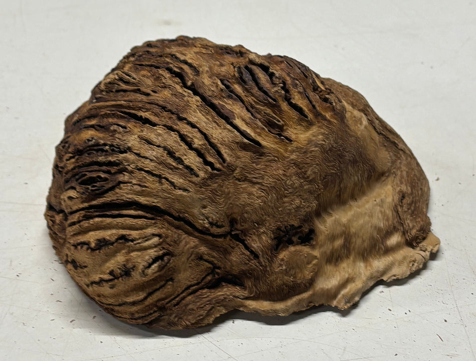 Black Mallee Burl Cap- 5" x 5" x 2" #82