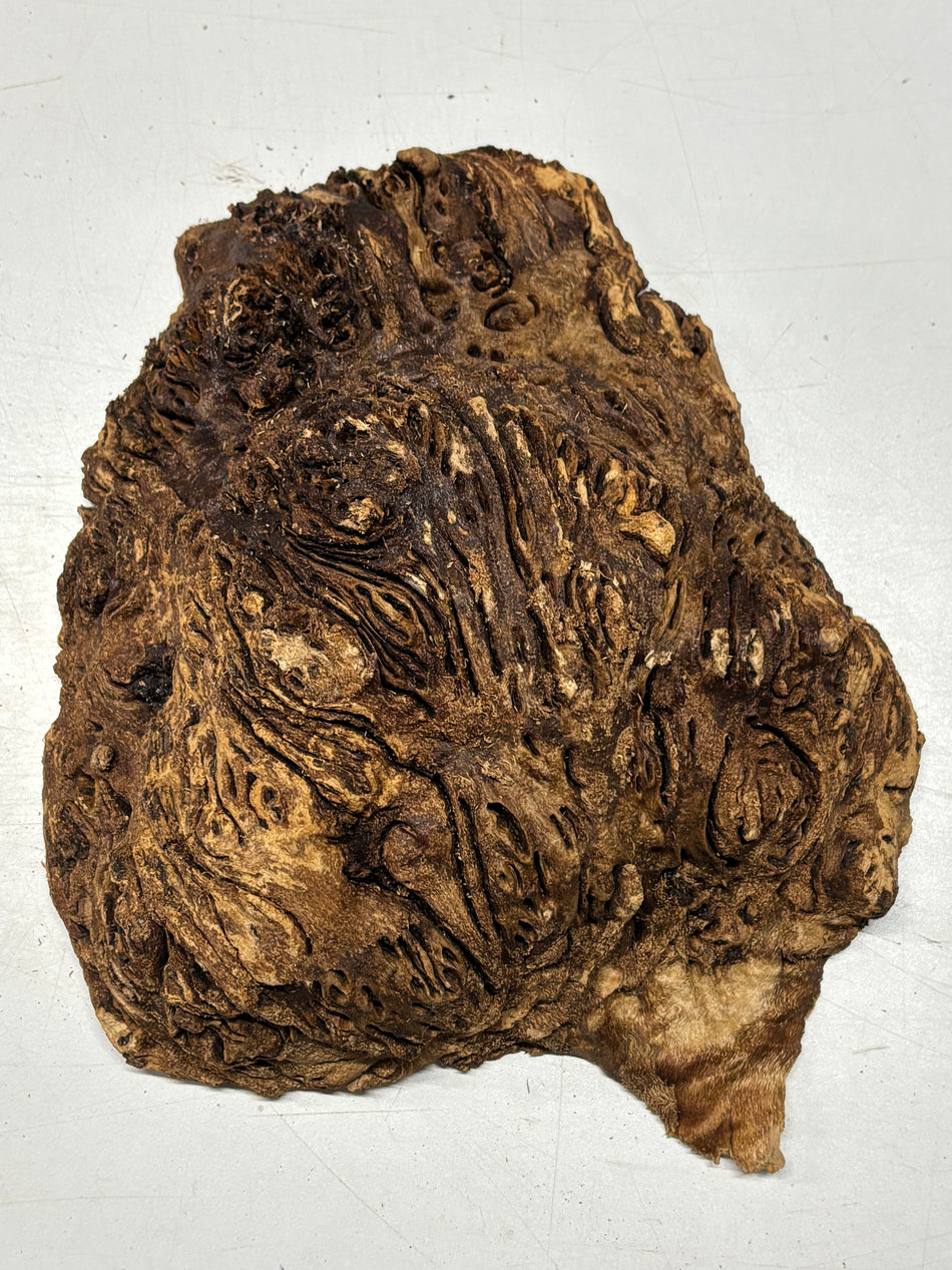 Black Mallee Burl Cap- 11" x 10" x 3" #83