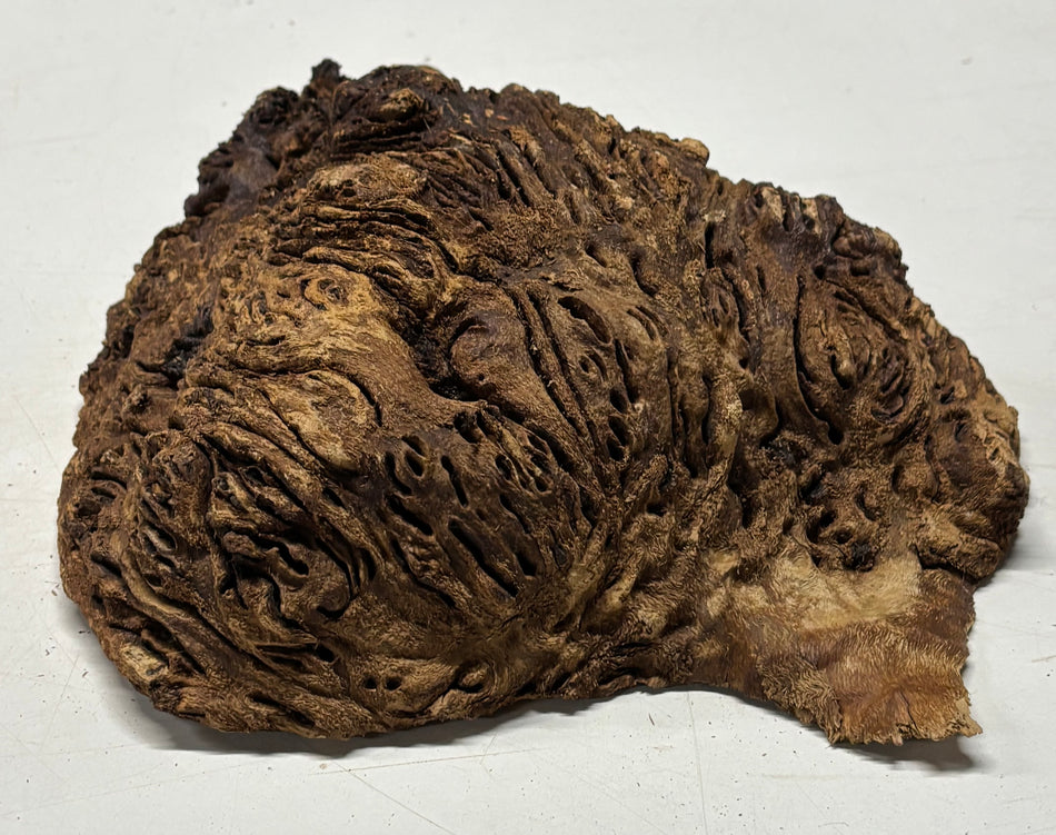 Black Mallee Burl Cap- 11" x 10" x 3" #83