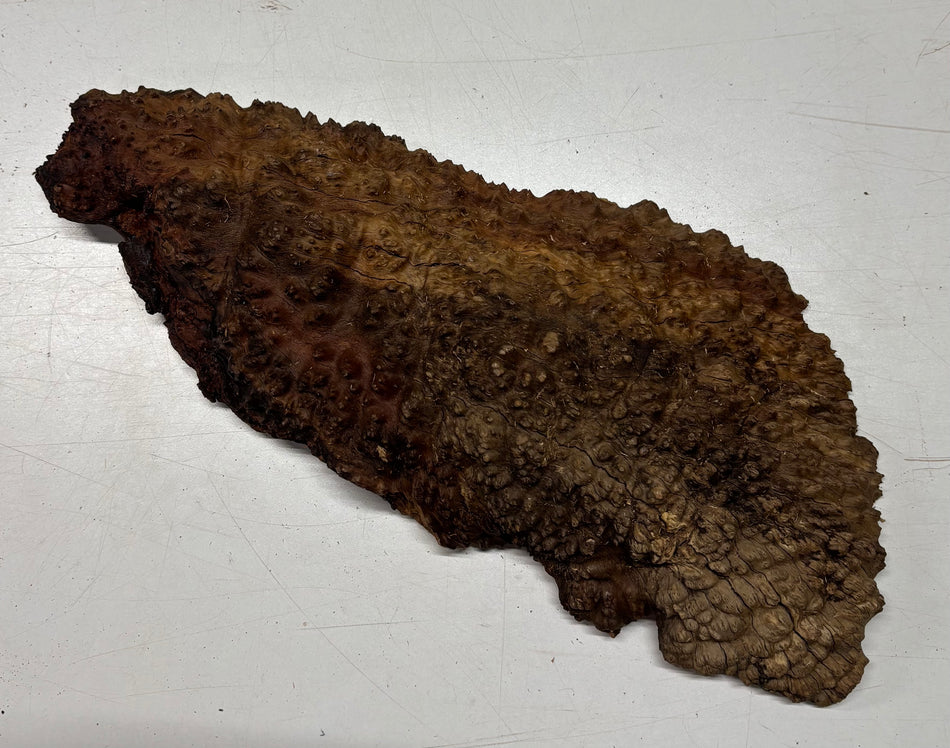 Black Mallee Burl Cap- 16-1/2" x 7" x 3" #90