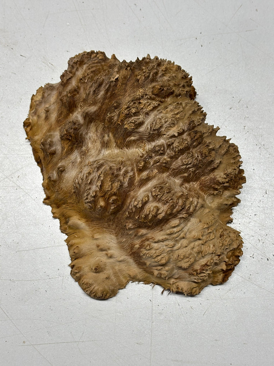 Black Mallee Burl Cap- 7" x 3" x 2" #91