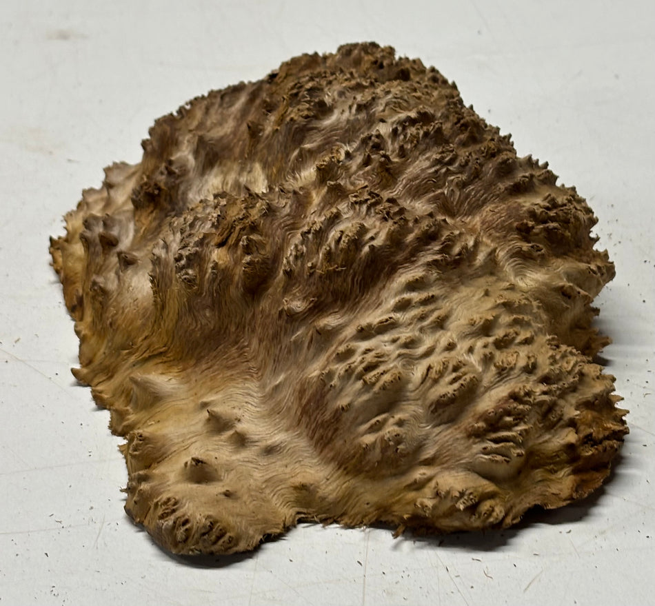 Black Mallee Burl Cap- 7" x 3" x 2" #91
