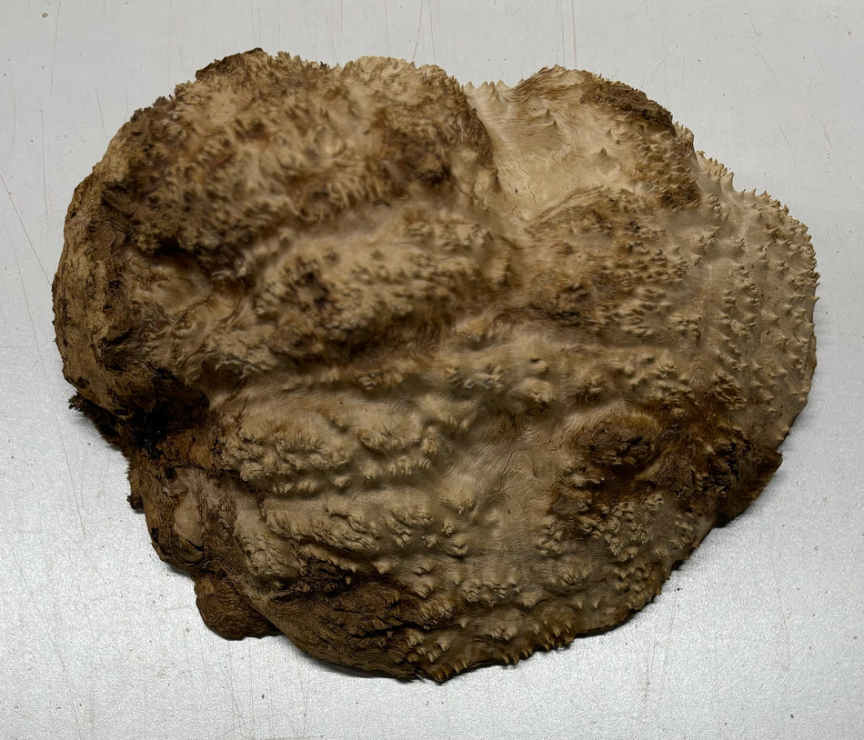 Mallee Burls marrón 20"x17"x6" 29.35 libras | #637
