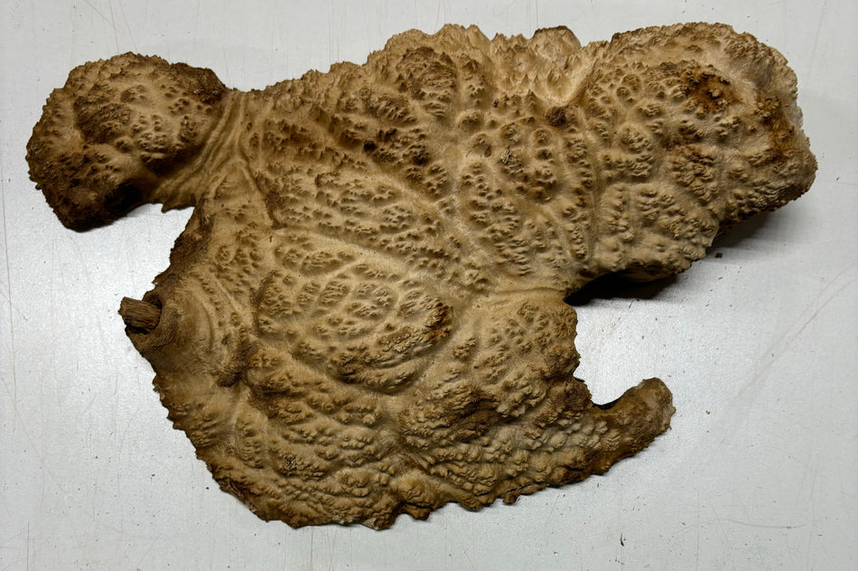 Mallee Burls marrón 20"x17"x6" 29.35 libras | #637