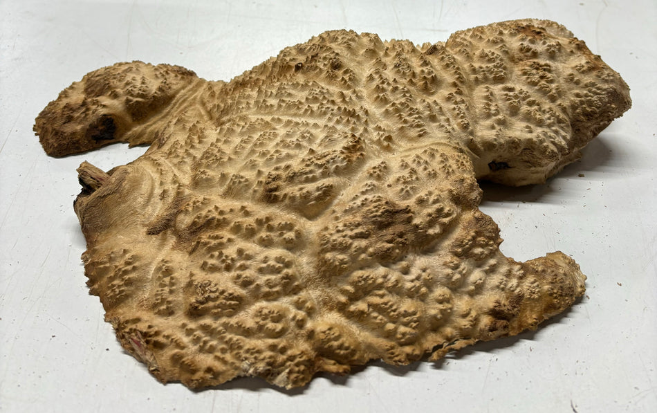 Mallee Burls marrón 20"x17"x6" 29.35 libras | #637