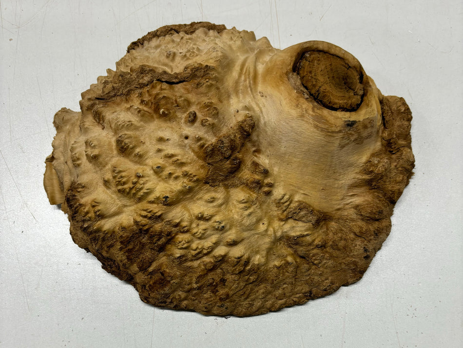 Brown Mallee Burl Cookies 8" x 7" x 2"  3Lbs | #5004