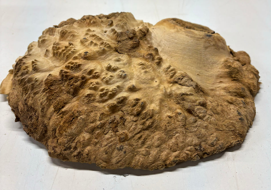Brown Mallee Burl Cookies 8" x 7" x 2"  3Lbs | #5004
