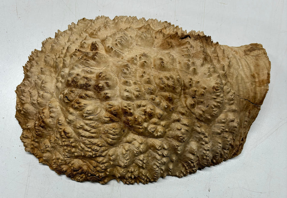 Mallee Burls marrón 20"x17"x6" 29.35 libras | #637