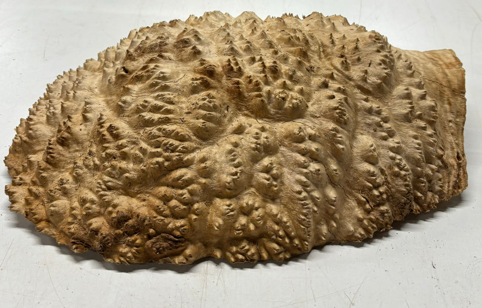 Mallee Burls marrón 20"x17"x6" 29.35 libras | #637
