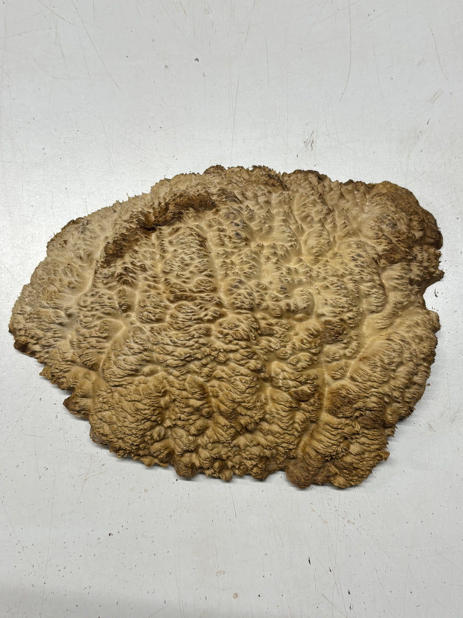Brown Mallee Burl Cap 12" x 9" x 2" #6438