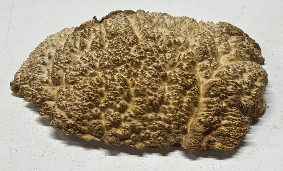 Brown Mallee Burl Cap 12" x 9" x 2" #6438