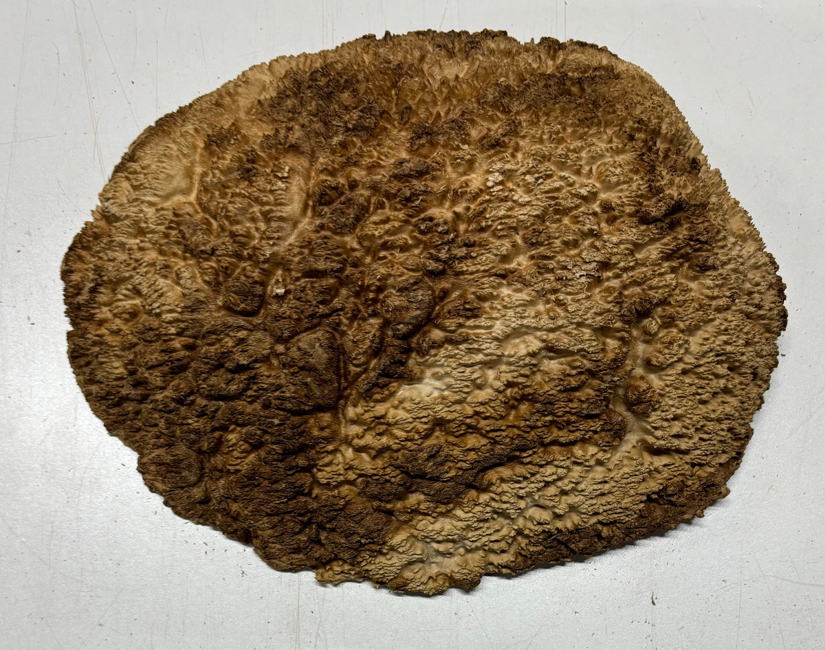 Brown Mallee Burl Cookies 11" x 9" x 3-1/2"  7.3Lbs | #5008 (Copy) Exotic Wood Zone 