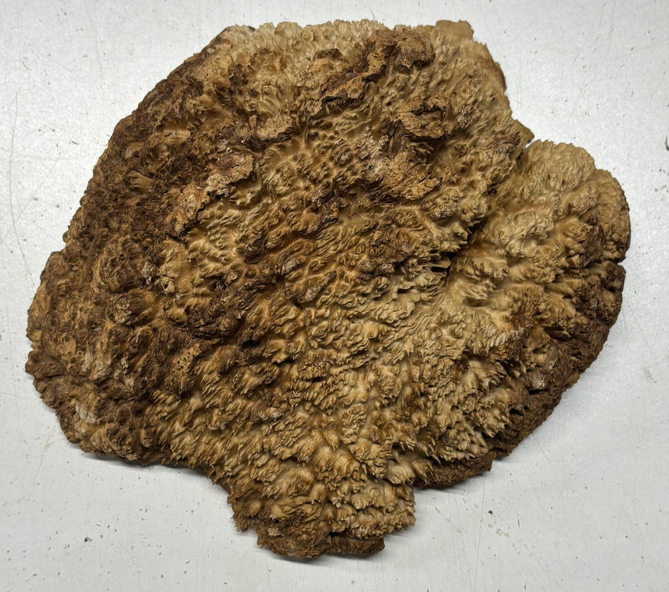 Brown Mallee Burl Cap 9" x 8" x 2" #6439