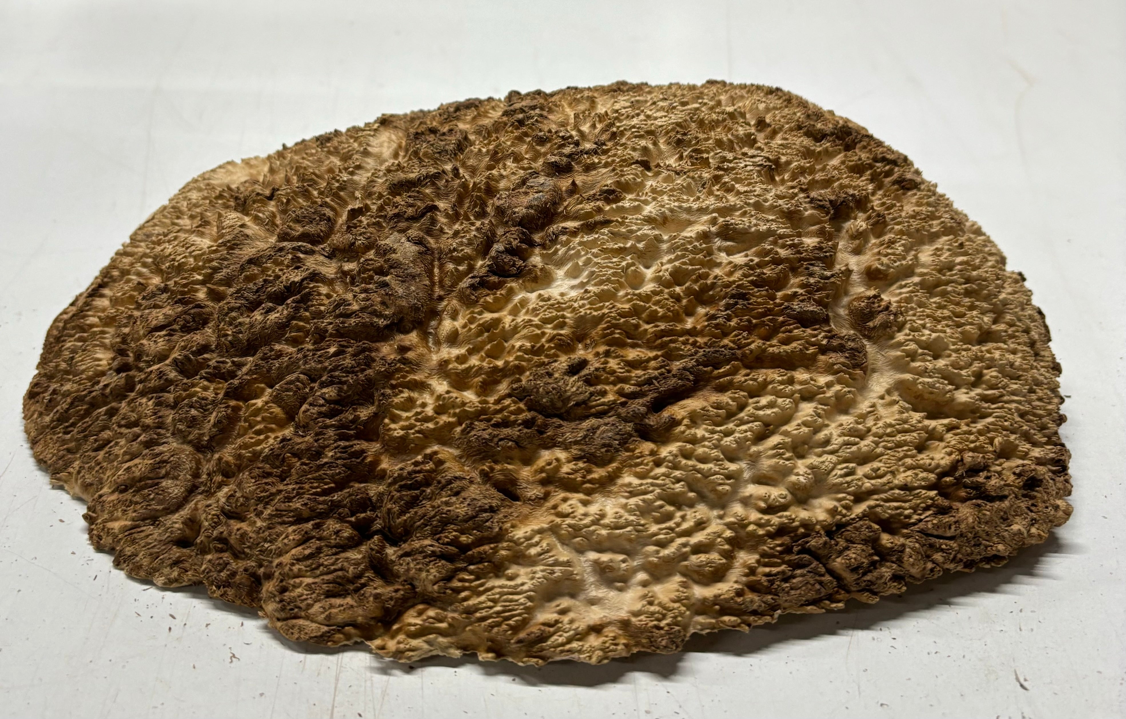 Brown Mallee Burl Cookies 11" x 9" x 3-1/2"  7.3Lbs | #5008 (Copy) Exotic Wood Zone 
