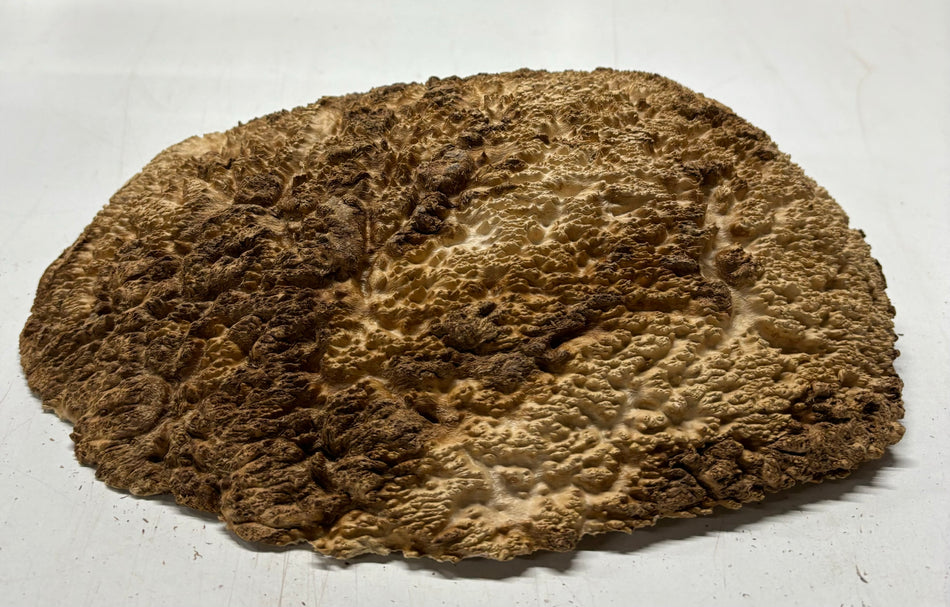 Brown Mallee Burl Cookies 11" x 9" x 3-1/2"  7.3Lbs | #5008 (Copy) Exotic Wood Zone 
