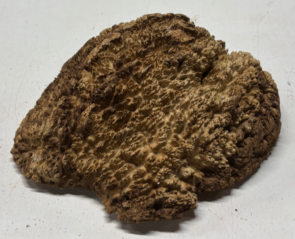 Brown Mallee Burl Cap 9" x 8" x 2" #6439