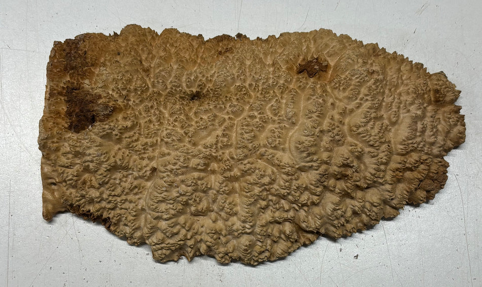 Brown Mallee Burl Cap 12-1/2" x 7" x 1" #6440