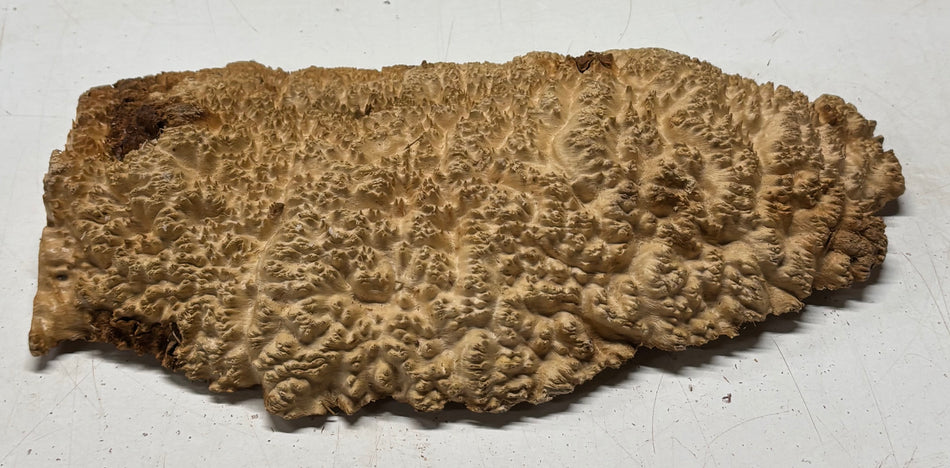 Brown Mallee Burl Cap 12-1/2" x 7" x 1" #6440