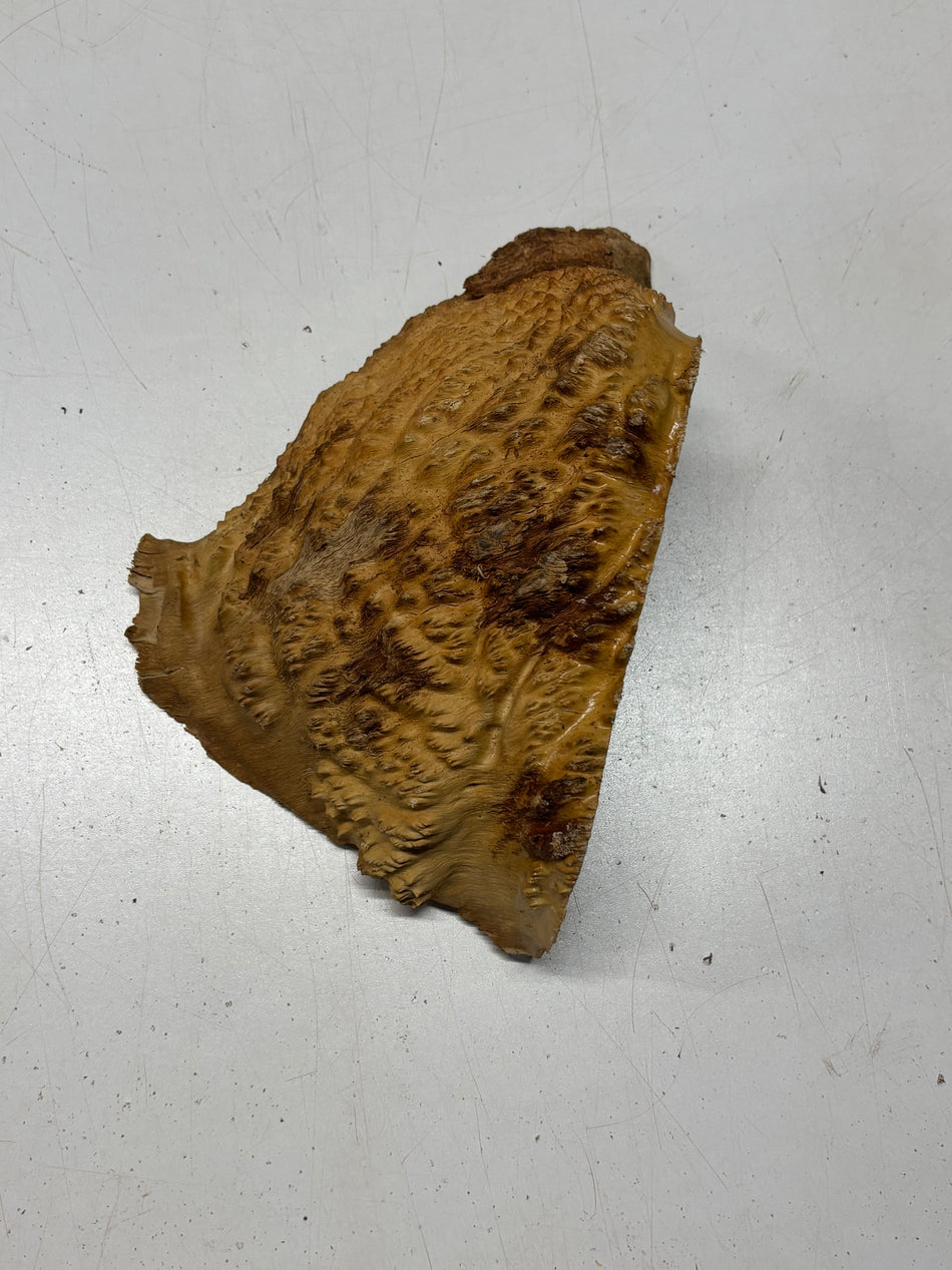 Brown Mallee Burl Cap 9" x 6" x 3" #6441