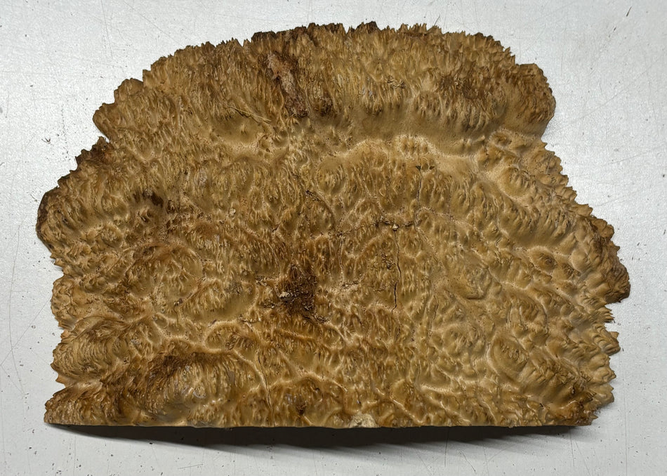 Brown Mallee Burl Cap 10" x 7" x 1-1/2" #6442