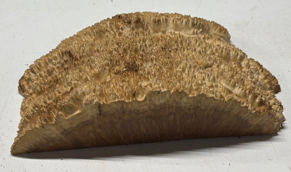 Brown Mallee Burl Cap 10" x 7" x 1-1/2" #6442