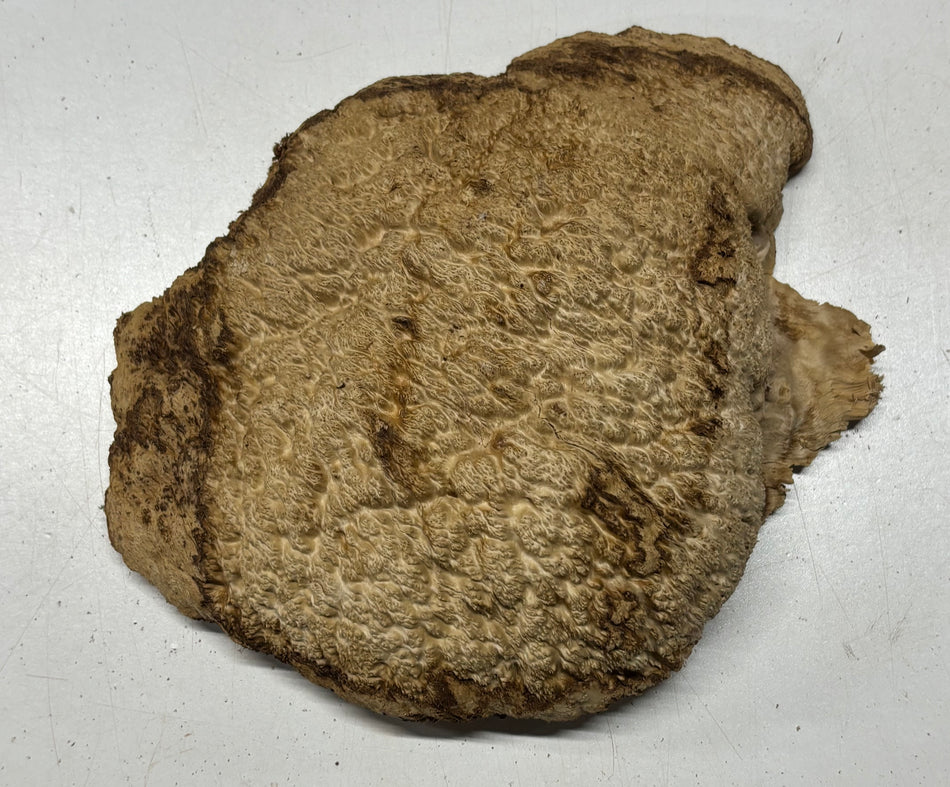 Brown Mallee Burl Cap 11" x 9" x 3" #6443