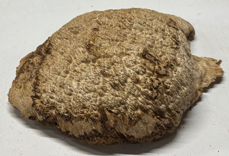 Brown Mallee Burl Cap 11" x 9" x 3" #6443
