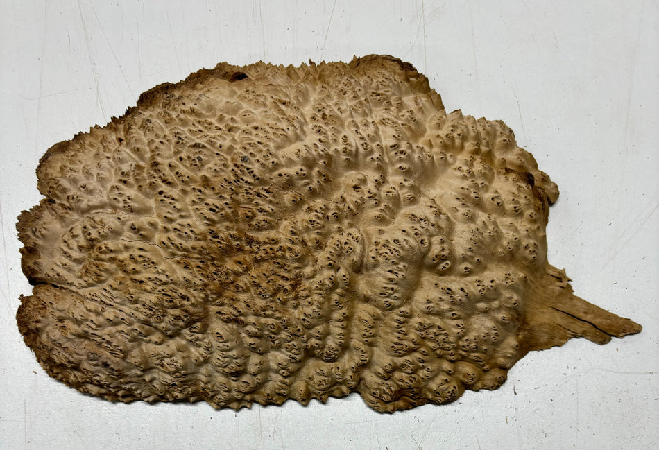 Mallee Burls marrón 20"x17"x6" 29.35 libras | #637