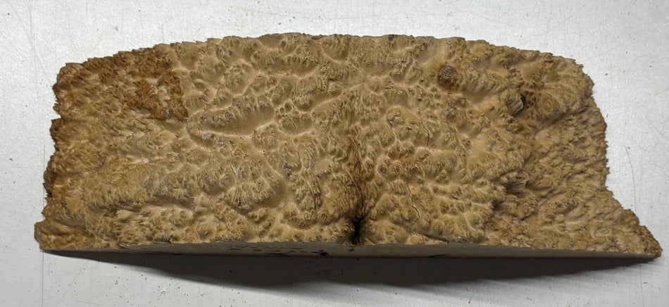 Brown Mallee Burl Cap 14" x 4" x 4" #6444