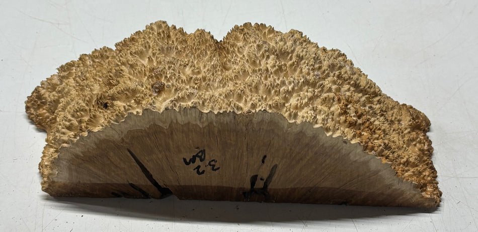 Brown Mallee Burl Cap 14" x 4" x 4" #6444