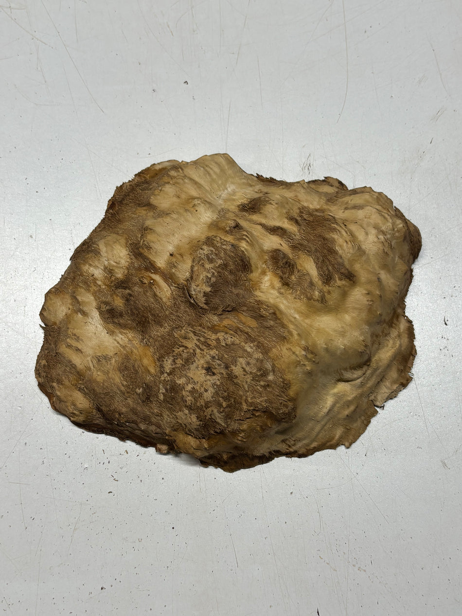 Brown Mallee Burl Cap 10" x 8" x 2" #6446