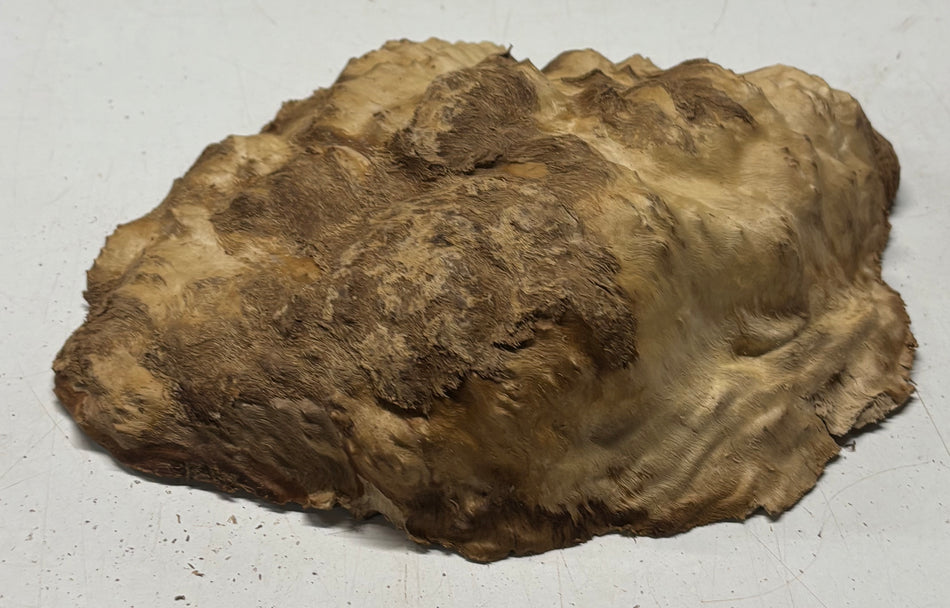 Brown Mallee Burl Cap 10" x 8" x 2" #6446