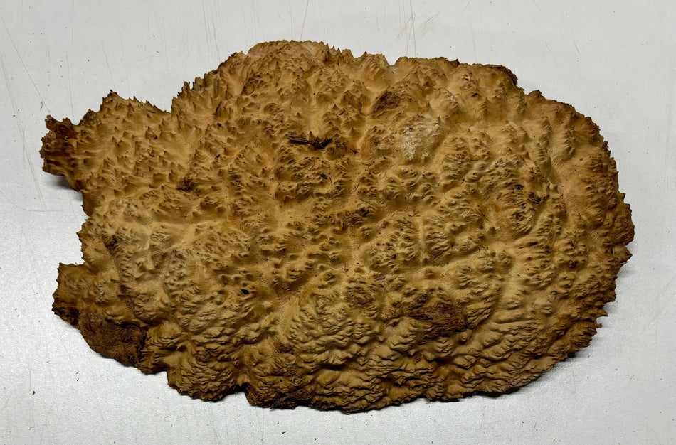 Brown Mallee Burl Cookies 10" x 7" x 2"  3.3 Lbs | #5015