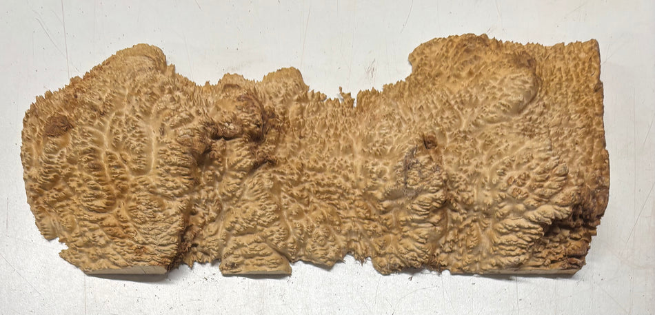 Brown Mallee Burl Cap 17-1/2" x 6" x 2" #6447