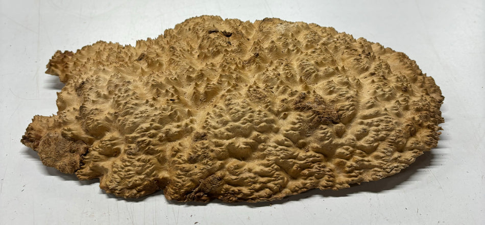 Brown Mallee Burl Cookies 10" x 7" x 2"  3.3 Lbs | #5015