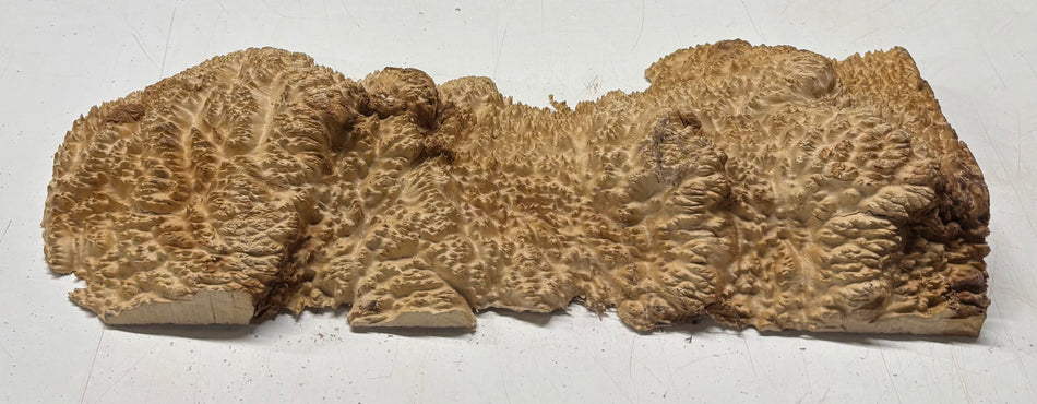 Brown Mallee Burl Cap 17-1/2" x 6" x 2" #6447