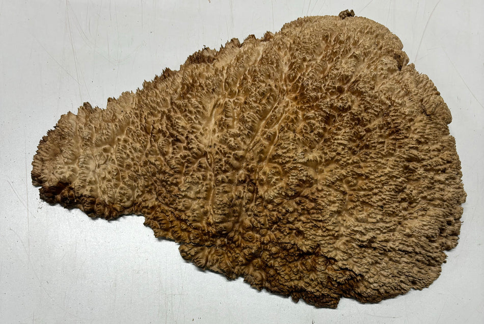 Mallee Burls marrón 20"x17"x6" 29.35 libras | #637