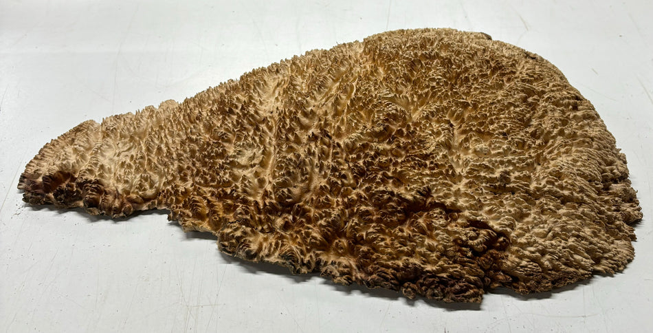 Mallee Burls marrón 20"x17"x6" 29.35 libras | #637