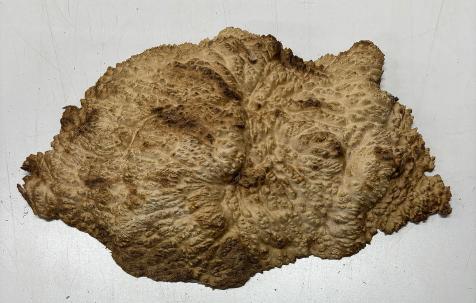 Mallee Burls marrón 20"x17"x6" 29.35 libras | #637