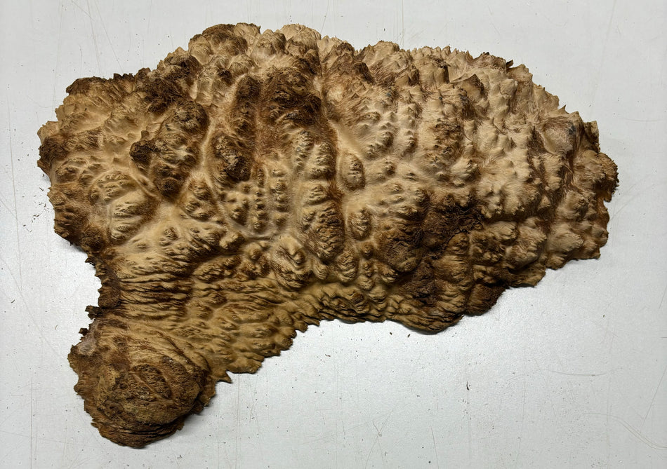 Mallee Burls marrón 20"x17"x6" 29.35 libras | #637